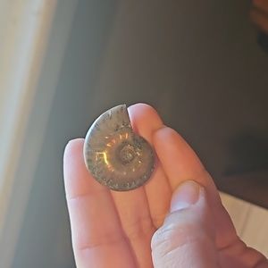 Small ammonite fossils